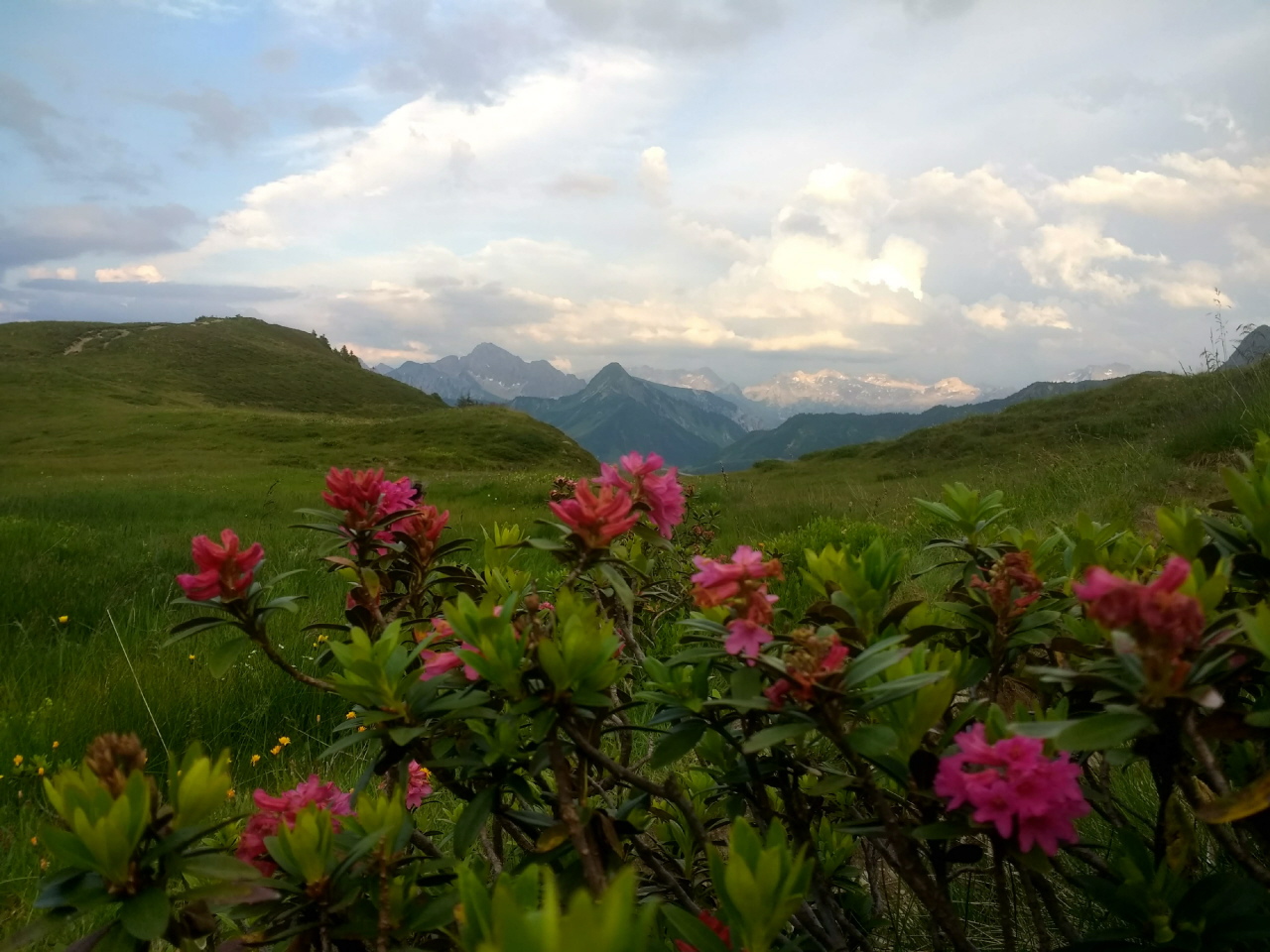 Alpenrose Zafernhorn