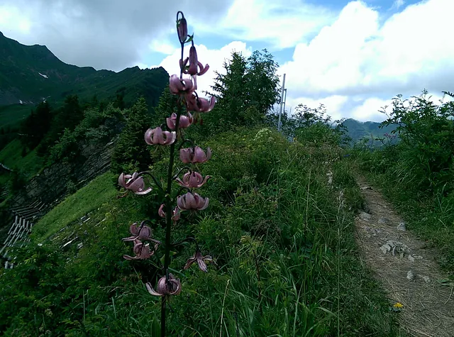 Blumen-Lehrpfad-Faschina