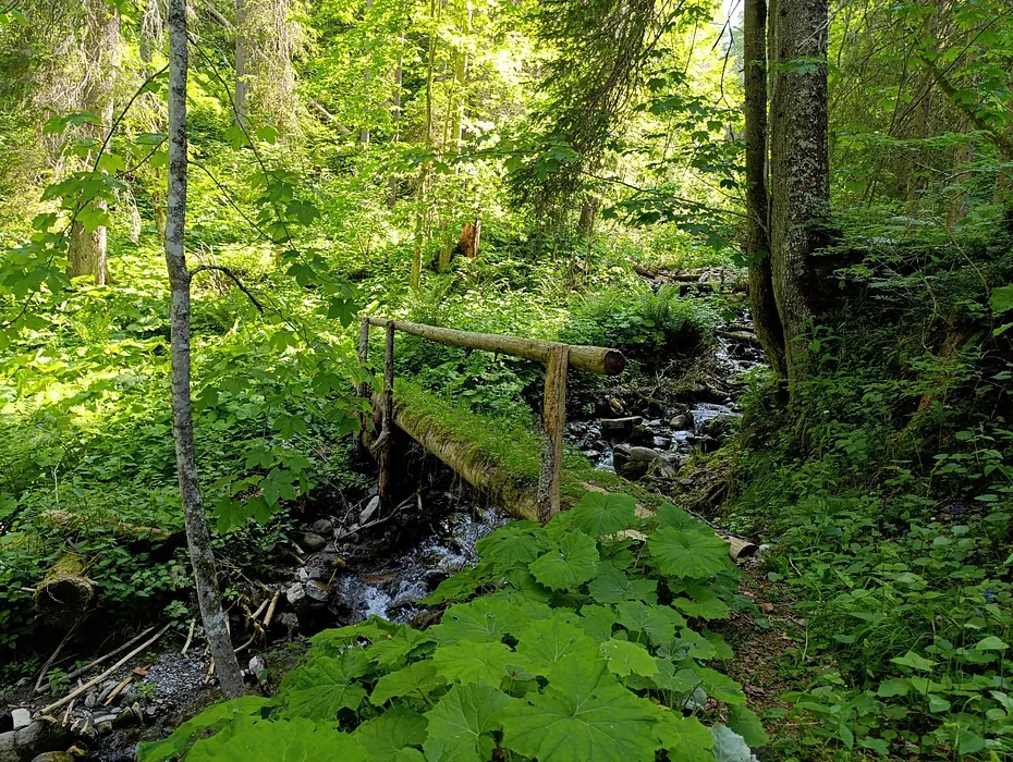 Tiefenwald Waldbaden Brücke