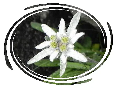 Pension Edelweiss Damüls Bregenzerwald